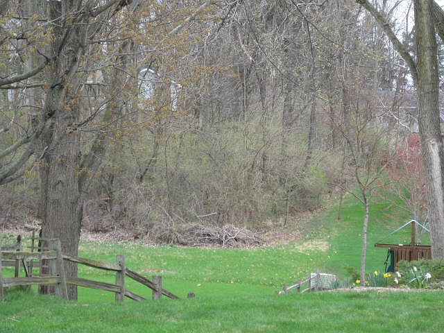 2nd image of Sweetgum