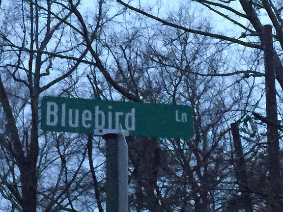 5th image of 285 Bluebird Ln