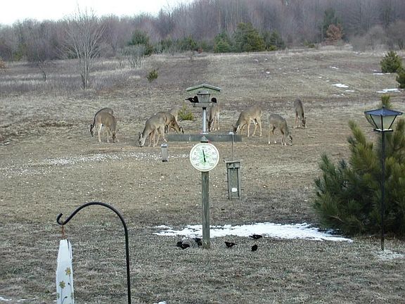 Deer behind house