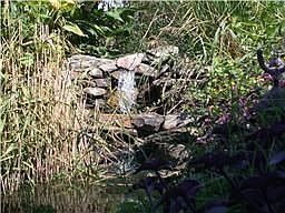 Koi Pond