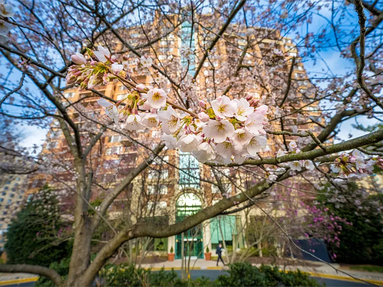 The Magnolia — Photo 39
