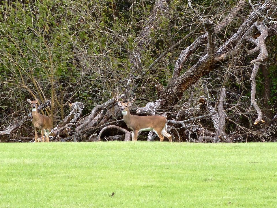 1st image of 0 S Cedar Grove Rd