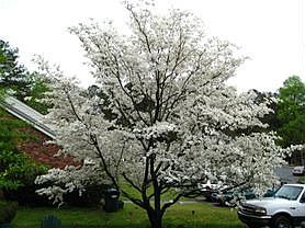 Beautiful in Spring!