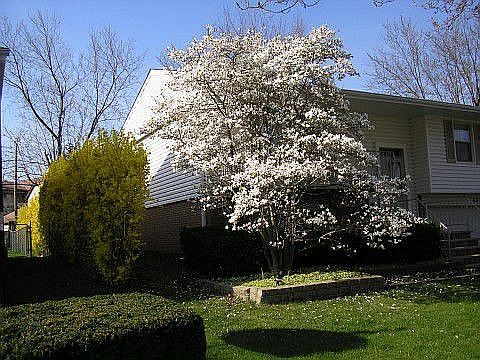 Early spring blooming
