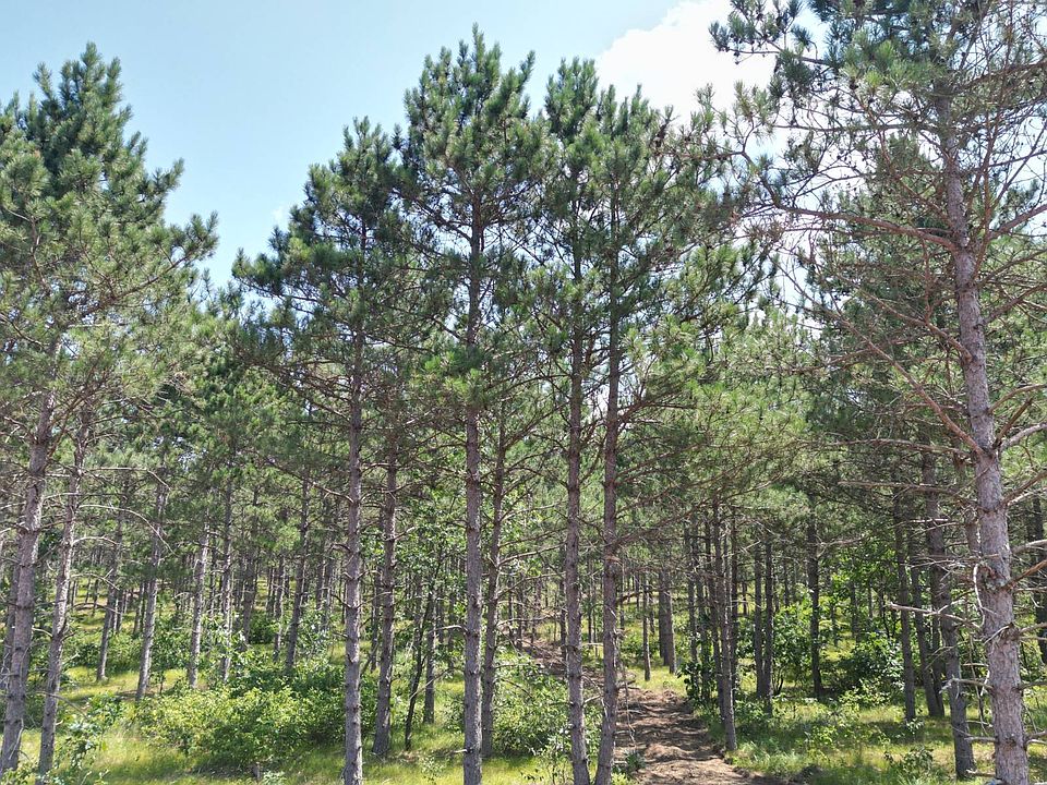 1st image of 9 Hidden Trl