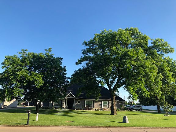 Four large pecan trees