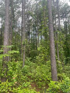 0 Hickory Rd, Rison, AR, 71665