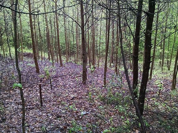 3rd image of 120 Amandas Autumn Ln