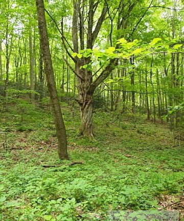 2nd image of Tbd Indian Lake Drive