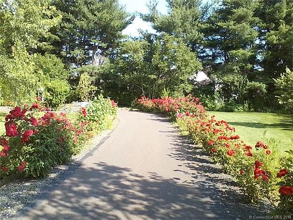 rose lined driveway, roses ...