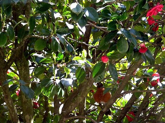 A robin under a cloud of camellia