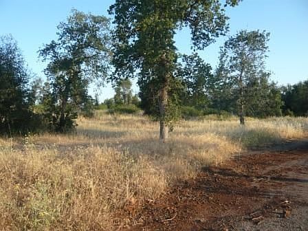 Trees and views