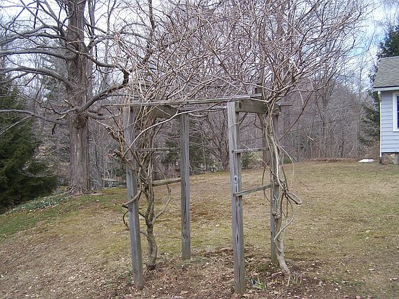 wisteria blooms in May