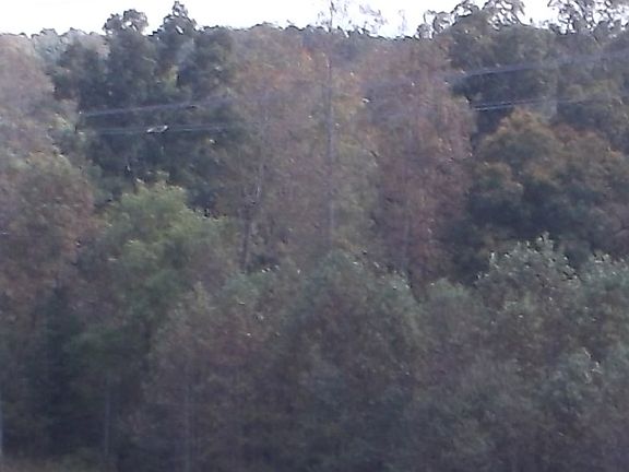 4th image of Tract A Holly Berry Ln
