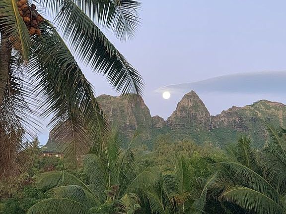 Back yard backdrop