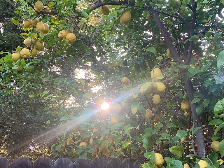 Mature lemon tree