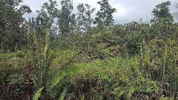 1st image of Road 7 Opeapea Lot 4509