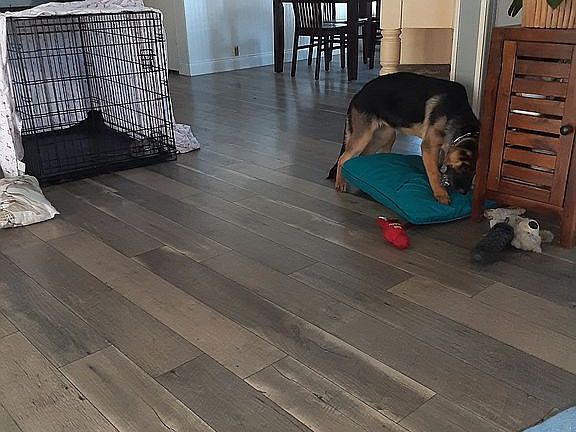 Dog not included. LOL