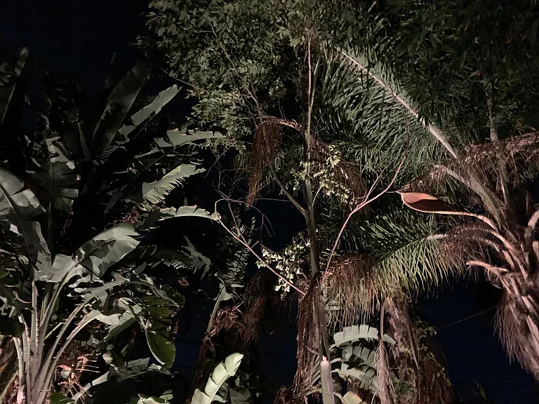 Back yard. Tons of tropical plants.