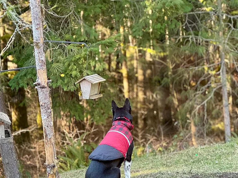 Woods view