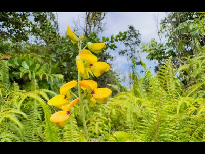 Lemiwai Rd, Keaau, HI, 96749