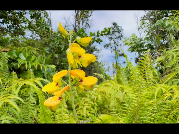 Lemiwai Rd Lot 355, Keaau, HI 96749