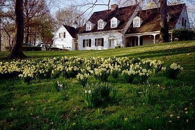 Beechcrest in the Spring