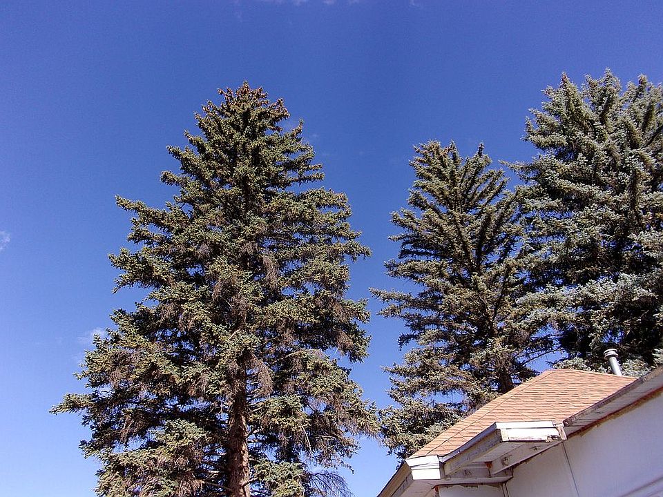 2 Blue Spruce 