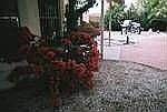 Bougainvilla back of house