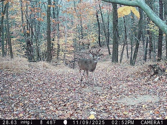 5th image of Perl Rd