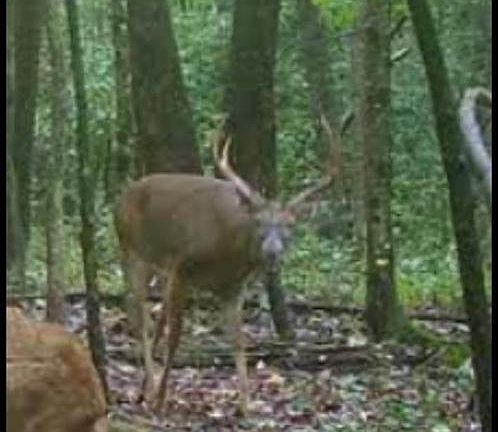 5th image of Big Woods Rd