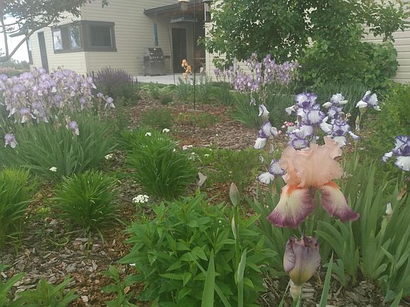 back garden and patio with gas grill
