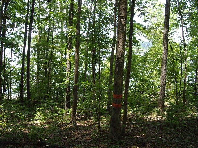 2nd image of LOT 24 A Savannah Bay Drive