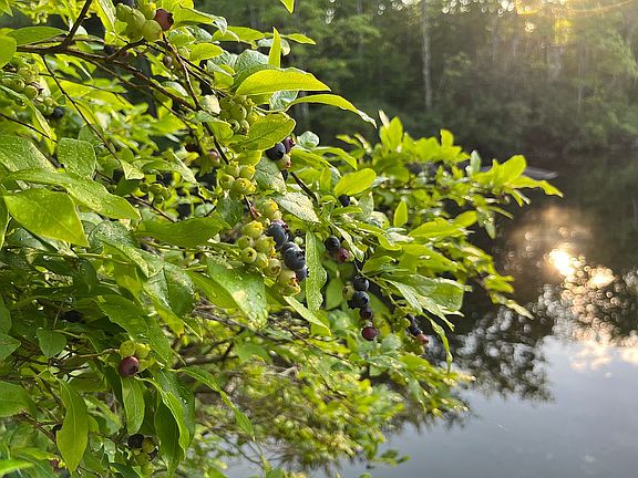 Wild Blueberry Bush