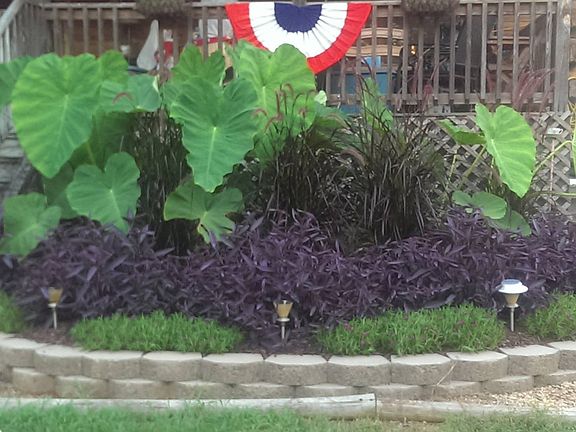 The Plants look awesome!