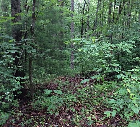 5th image of 805 Whispering Pine Trl