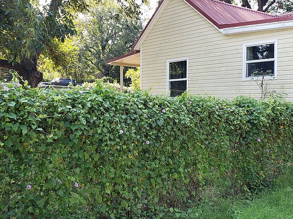 North side w/ morning glory