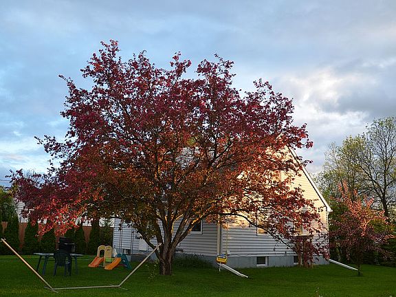 Back and side yard