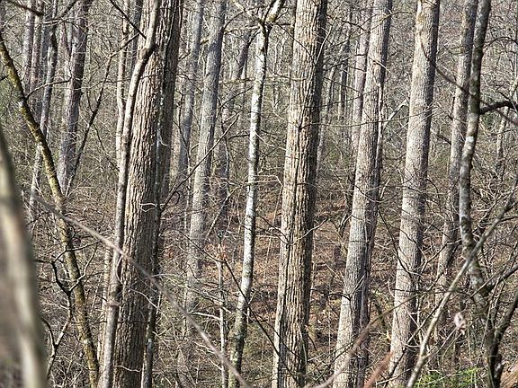 4th image of 0 Robinhood Ln