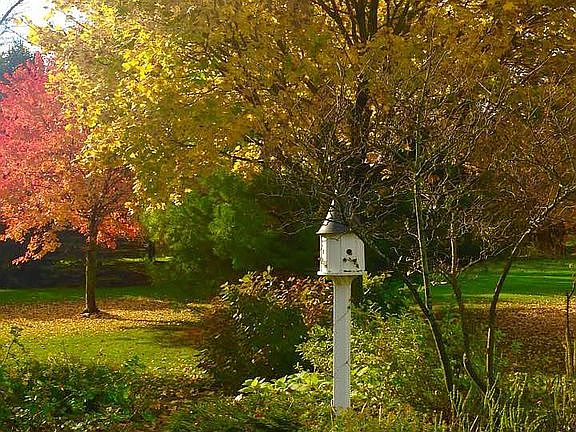 side yard autumnal color
