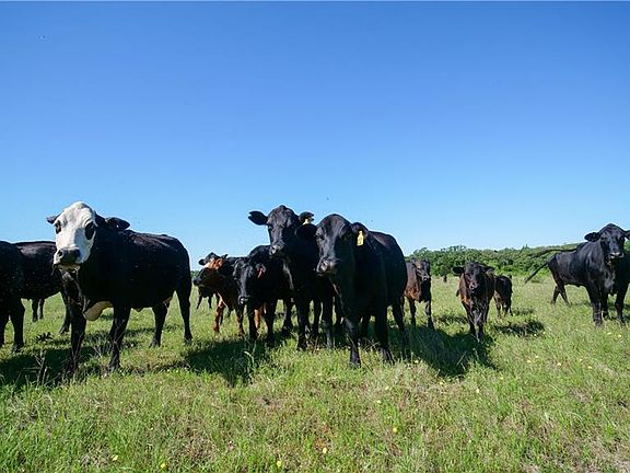 2nd image of 426 County Road 327a