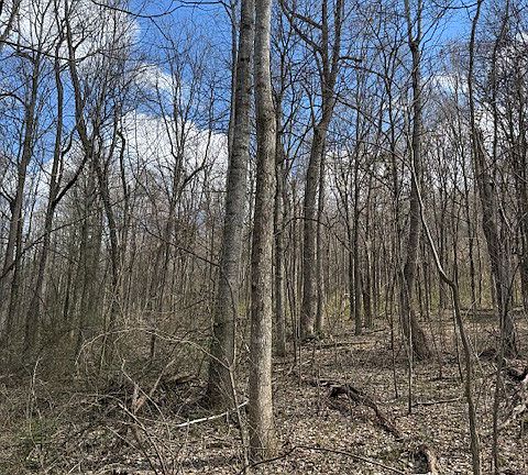 4th image of 100 Bud Cantrell Rd Lot 4