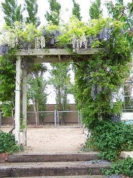 Wisteria arch~2 weddings here~Bride and Groom stood here
