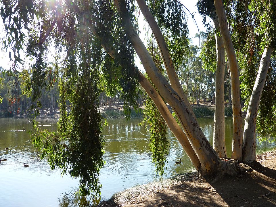 View of the Pond