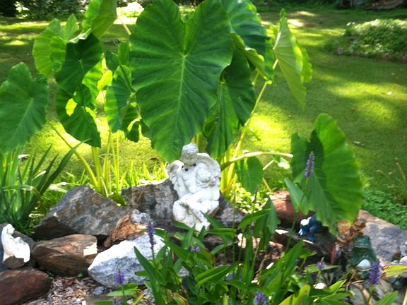 Pond in the backyard