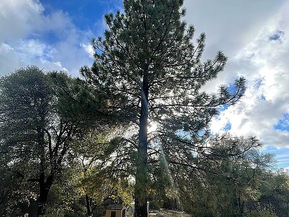 Giant pine