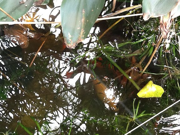 Close up of pond fish