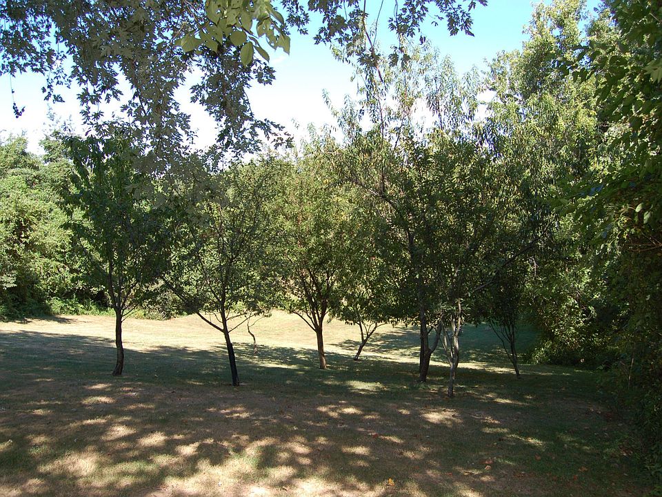 several fruit trees