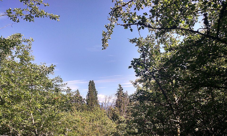 Mount Rainier View 