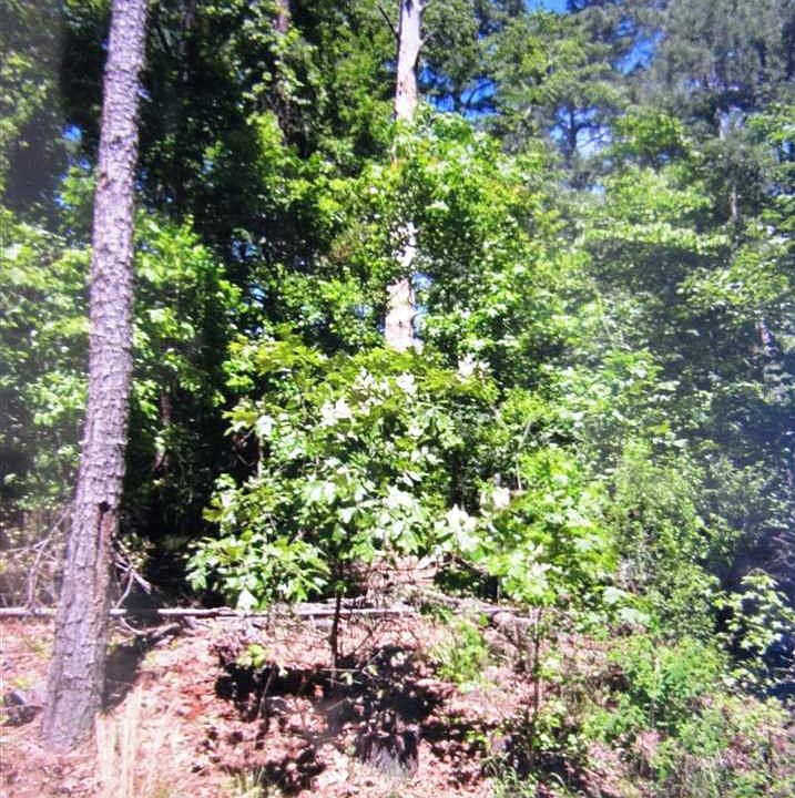 2nd image of Shadywood Ln